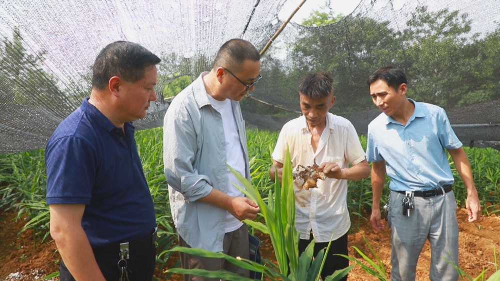 /uploads/image/2025/08/06/8ef48af39aca4907ec9abf1bb5383335.jpg 图为市蔬菜发展中心及嬉子湖镇农业发展中心农技专家正在孙书文的生姜基地把脉问诊。.jpg