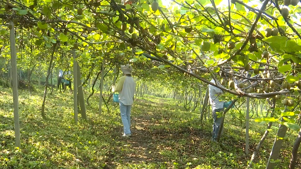 /uploads/image/2025/09/05/d65f7ba0e991e883892178dc18c1bbea.jpg 猕猴桃6.jpg