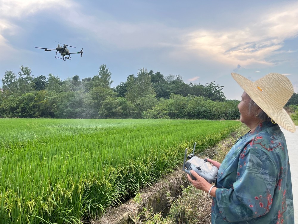 图为“太奶飞手”戴淑英正在操作无人植保机作业9.jpg