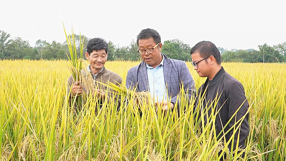 /uploads/image/2025/10/14/231b8c60c4c503729801459208bb6686.jpg 水稻 (1)_副本.jpg