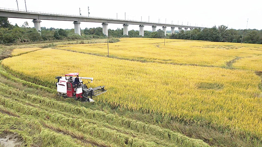 /uploads/image/2025/10/14/13e749f2039e0896b31f997395f73940.jpg 水稻_副本.jpg