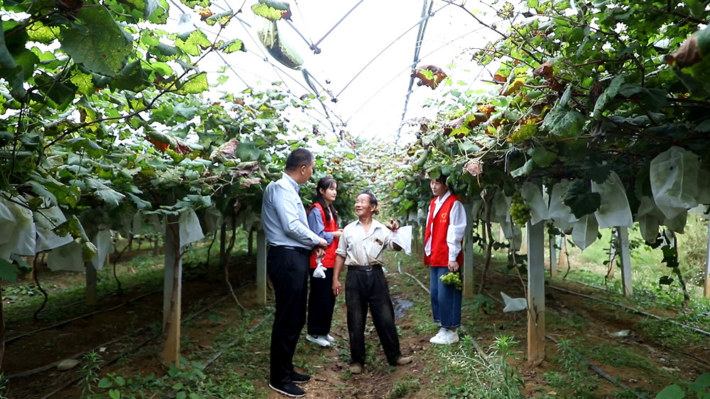 安徽桐城：八旬老人葡萄丰收销路愁 村两委[00_08_11][20251022-114634]_副本.jpg