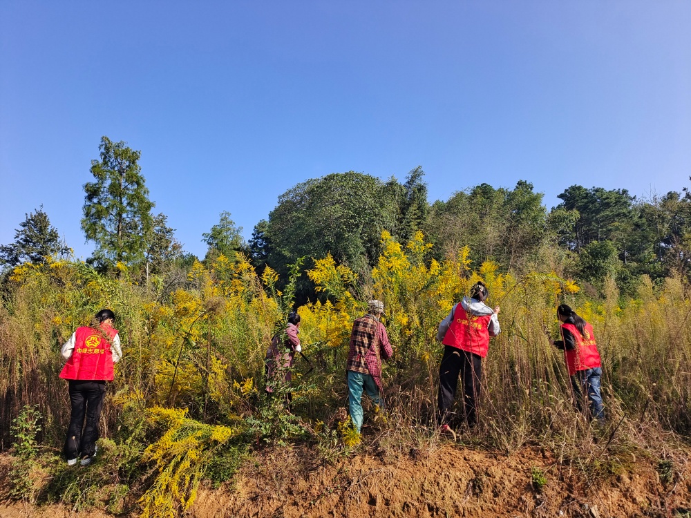 /uploads/image/2025/10/23/d5285de034ecd3f9e0c822c1048f355e.jpg 松山村巾帼志愿者在田间清理一枝黄花.jpg