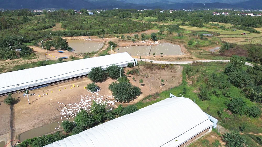 /uploads/image/2025/10/24/06da26dec168459bcf372b816a1e96f3.jpg 鸭子 (2)_副本.jpg