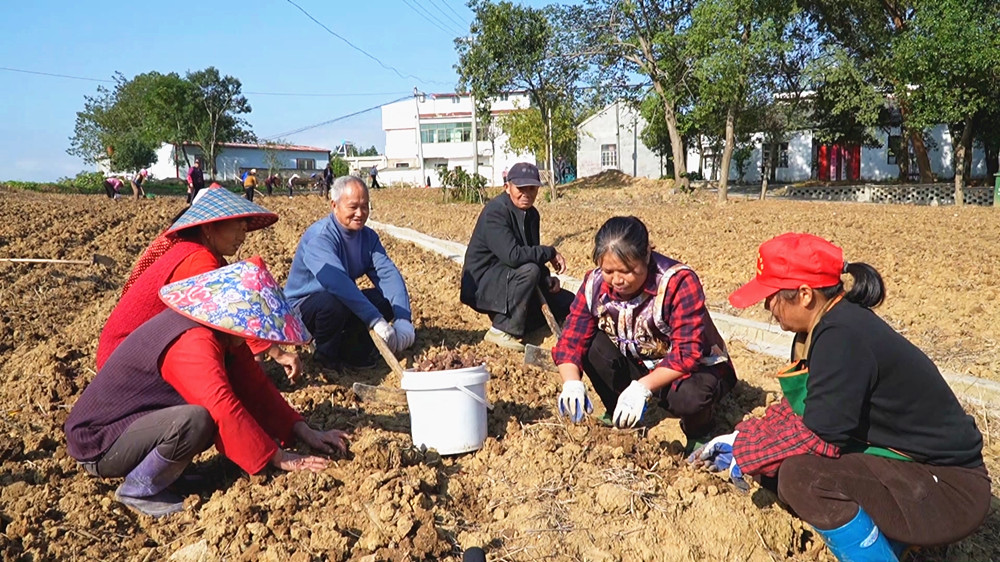 /uploads/image/2025/10/28/004910765e1a0e42f31e38556b00f3a9.jpg 中药材 (7)_副本.jpg