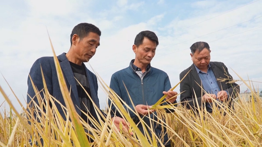 /uploads/image/2025/11/04/91ae9607e2ebc9f00a6ce2280002a117.jpg 水稻.jpg