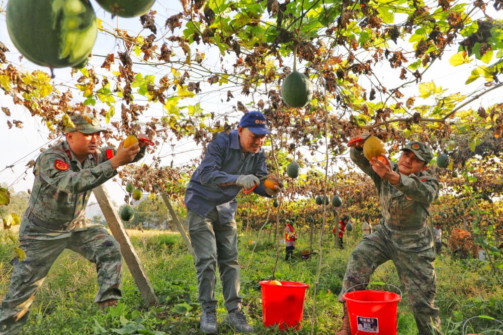 /uploads/image/2025/11/04/1168edb544d15a332dc7df6b777cd327.jpg 图为基干民兵与农户一起摘瓜蒌_副本.jpg