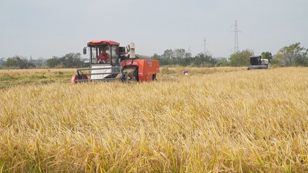 /uploads/image/2025/11/04/7f51c4c11c20b3b1c57fe9c41c514eb7.jpg 水稻 (1).jpg