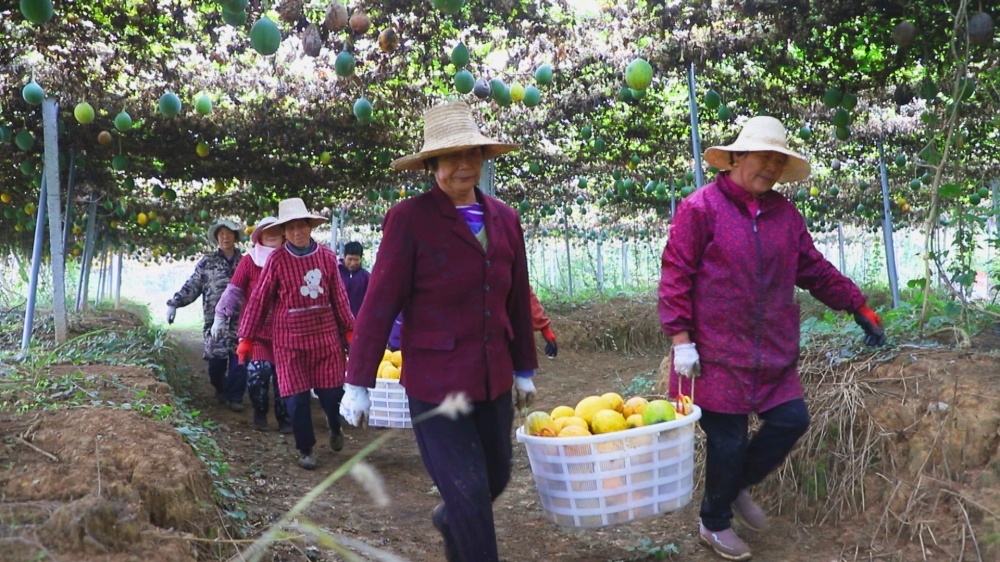 /uploads/image/2025/11/06/ffd2ed74a7a745c7554b474d68928aaa.jpg 图为村民们正在采摘瓜蒌1.jpg