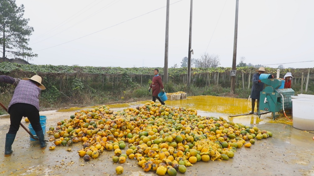 /uploads/image/2025/11/06/61aa931e5d042e60521bb654c4c7f645.jpg 图为村民们正在洗瓜蒌.jpg