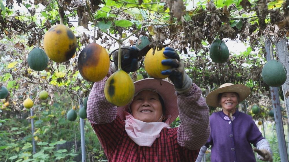 /uploads/image/2025/11/06/a0b48af73137d5cc5f1657428e6f8723.jpg 图为村民们正在采摘瓜蒌.jpg