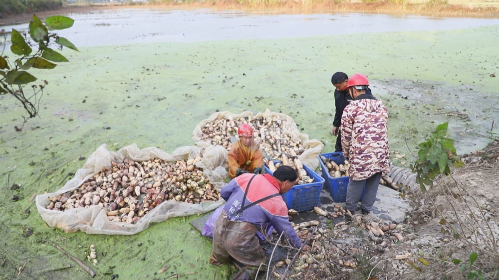 /uploads/image/2025/11/13/8b973f36cd3cb0be890fb9c34339bbaf.jpg 图为工人正在清洗整理新鲜采摘的莲藕.jpg