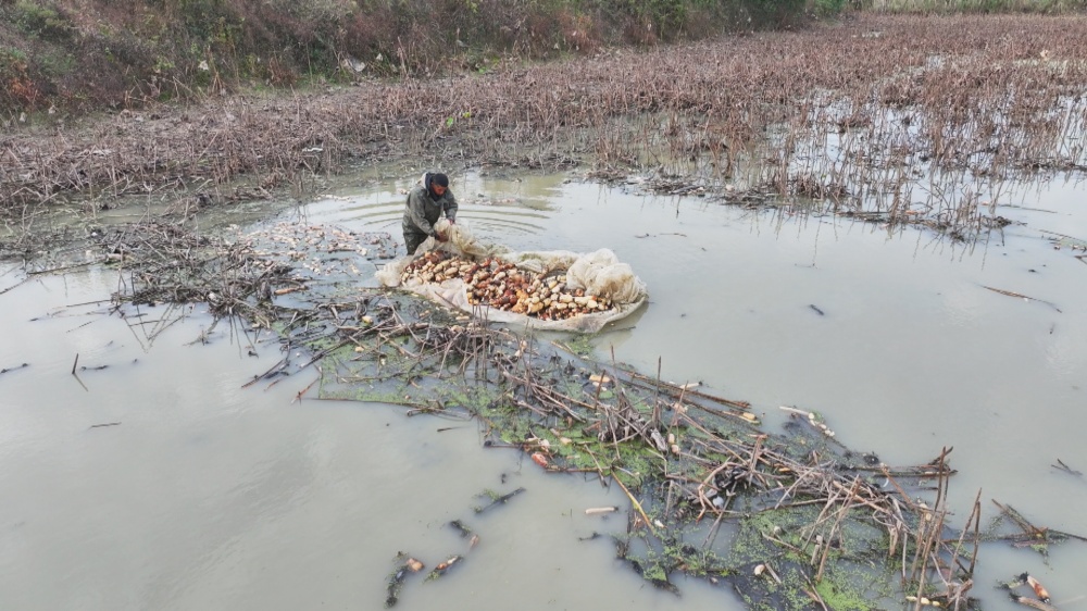 /uploads/image/2025/11/13/ee1ee321ccfa8747db8370a34d3370ad.jpg 图为工人正在采摘莲藕.jpg