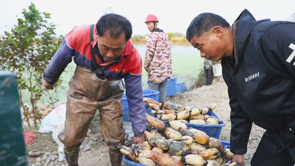 /uploads/image/2025/11/13/4cdf1c069f8f6b848cc306402a23c402.jpg 图为工人正在搬运刚采收的莲藕.jpg