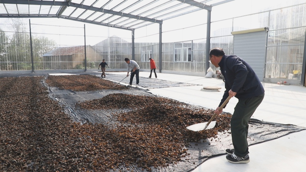 /uploads/image/2025/11/14/775b87a10d7c52f143dc075b92d8fd67.jpg 图为天林村两委正组织村民晾晒新采摘的木耳.jpg