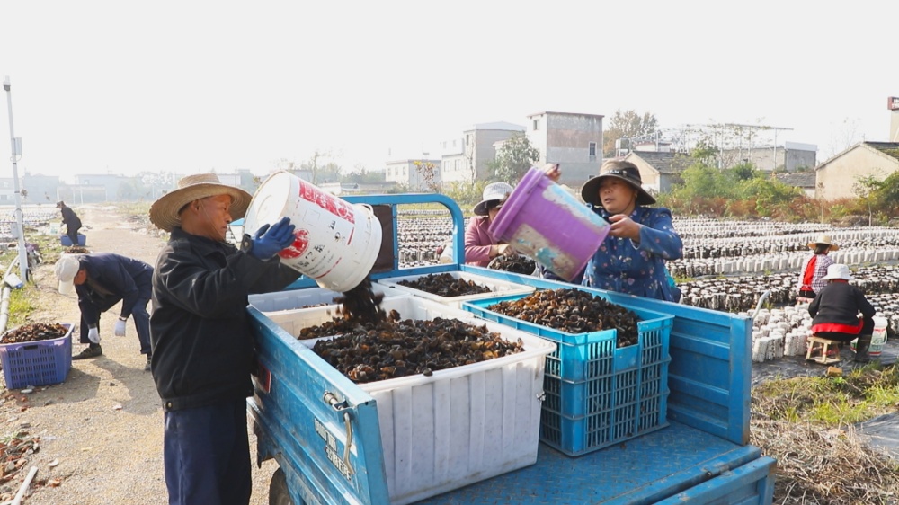 /uploads/image/2025/11/14/8d7a2dce3bcfdc6af46864793572759e.jpg 图为天林村两委正组织村民采收木耳2.jpg