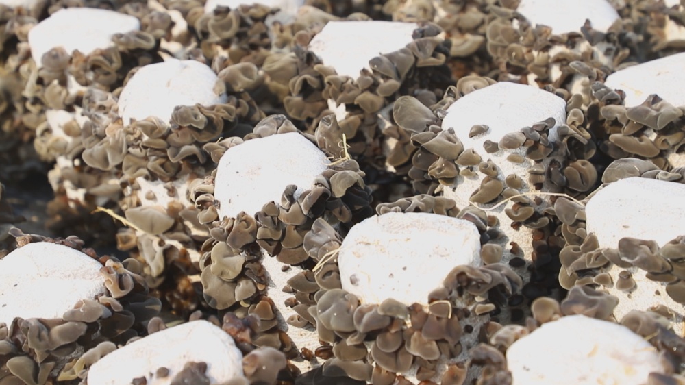 /uploads/image/2025/11/14/ef608b4e7828c666233f7553e7c6b170.jpg 图为金神镇天林村木耳种植基地里的木耳迎来丰收2.jpg