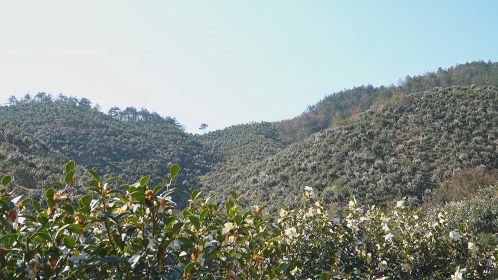 /uploads/image/2025/11/25/8a7775fcd5a6f150b074ebd14f230c46.jpg 油茶 (3)_副本.jpg