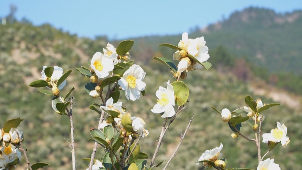 /uploads/image/2025/11/25/639b609ddcec31191bda9458c6ed46b6.jpg 油茶 (1)_副本.jpg