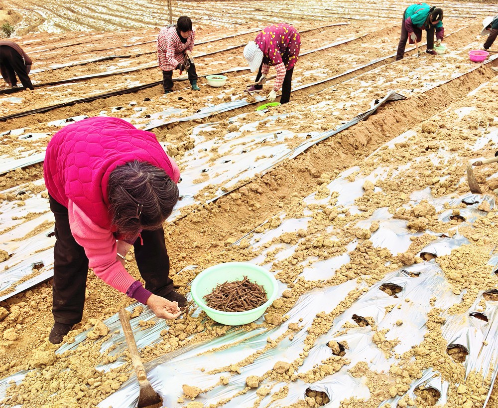 /uploads/image/2025/12/05/f96c034cc9c3a0447bb6b3ac5b7941bb.jpg 芍药_副本.jpg