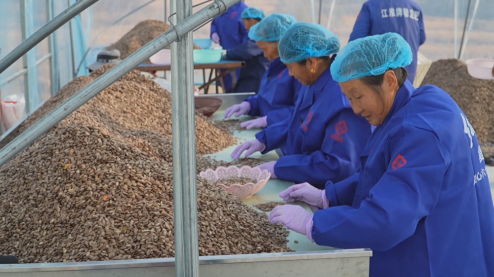 /uploads/image/2025/12/10/99be964f6d6c212ffebc80031316d3ac.bmp 瓜蒌.bmp