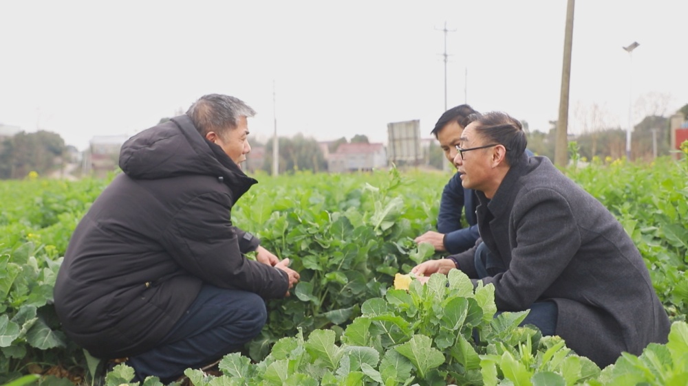 图为农技人员正在田间地头查看在地油菜长势。.jpg