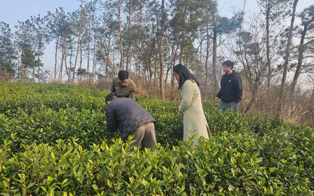 滑金杰查看小花茶集团石窑村茶园_副本.jpg