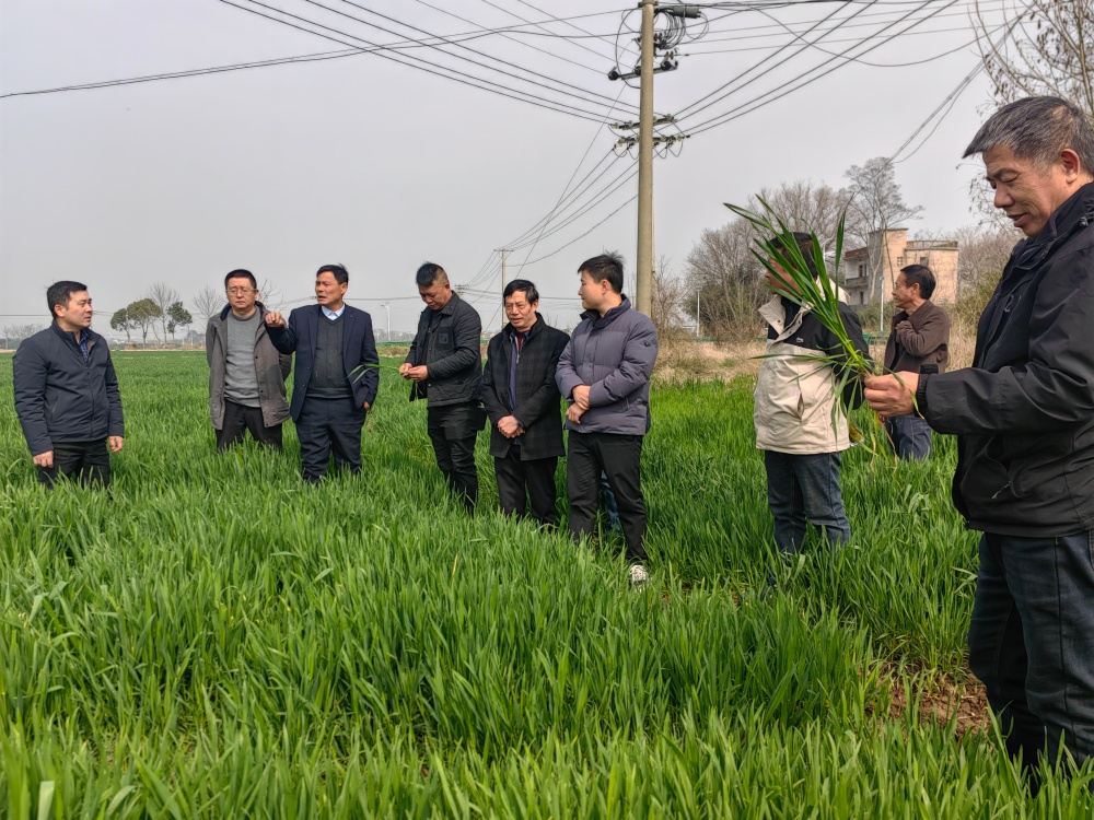 田秀才到田间  筑牢单产提升基本盘1.jpg