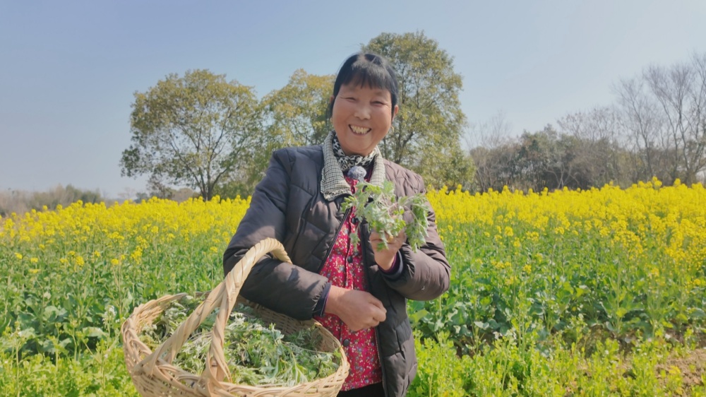 蒿子粑  采摘蒿子.jpg