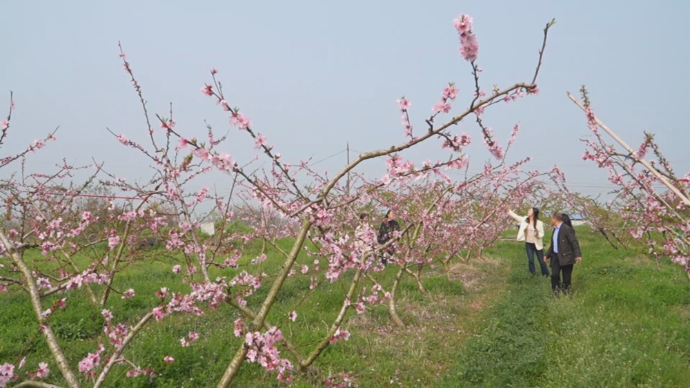 /uploads/image/2026/04/01/d5ad68704bbcb86df2aa7a868e113582.jpg 桃花.jpg