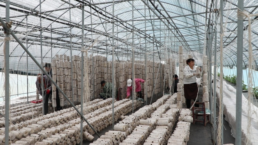 /uploads/image/2026/04/02/801666782d498c4130dc492bd675f8d2.jpg 木耳 (2).jpg