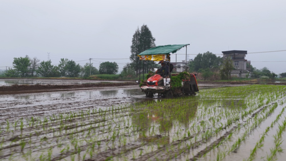 图为龙腾街道蒋山村早稻机械化插秧现场1.jpg