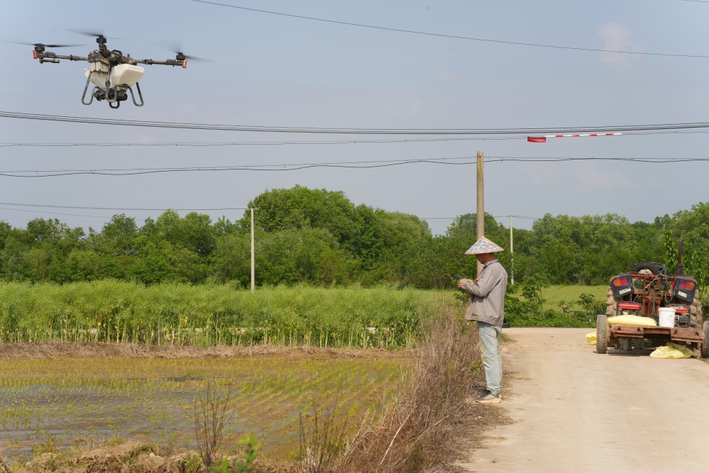 图为陈锐正在操作无人机为再生稻施肥_副本.jpg
