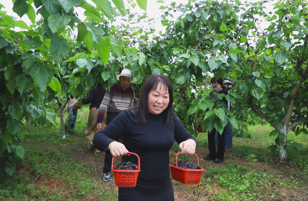 图为游客摘完桑葚，乘兴而归。_副本.jpg