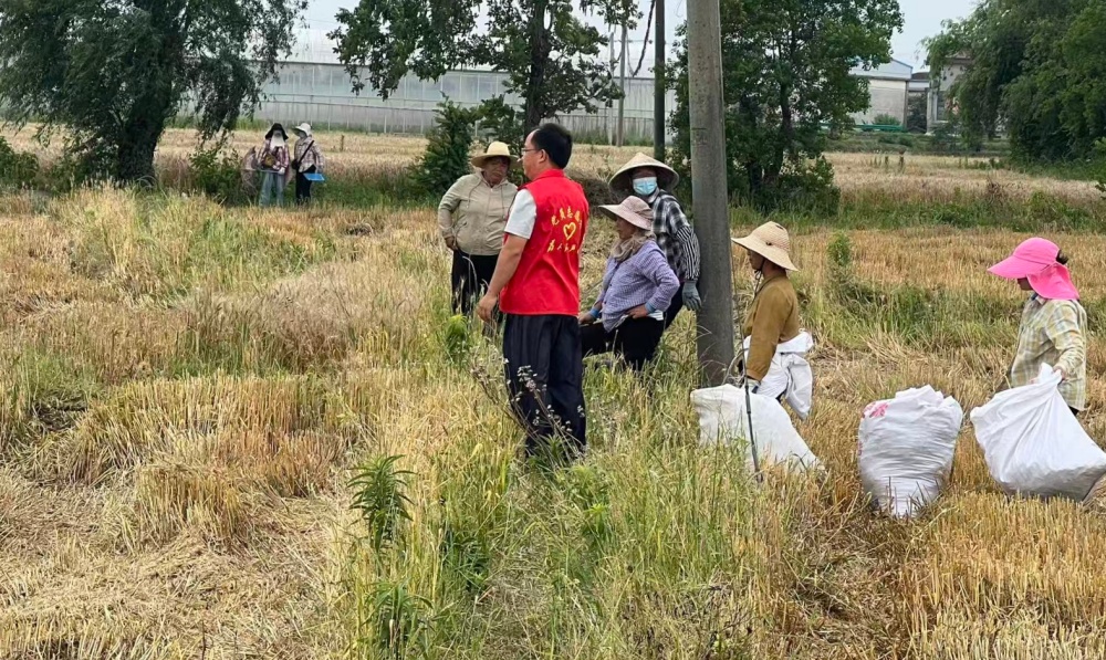 图为志愿者田间值守，引导村民有序收粮_副本.jpg