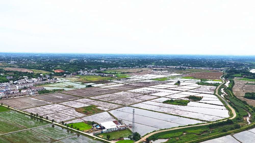 图为青草镇里仁村年胜家庭农场稻虾共养基地_副本.jpg